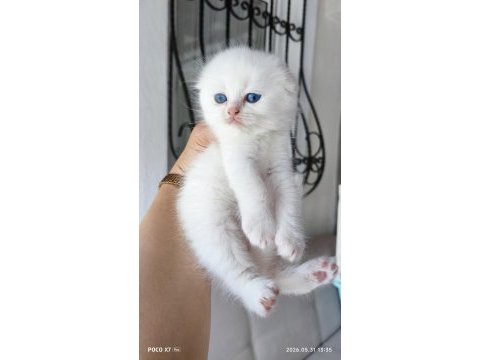 Beyaz scottish fold yavrular sahiplendirilecektir