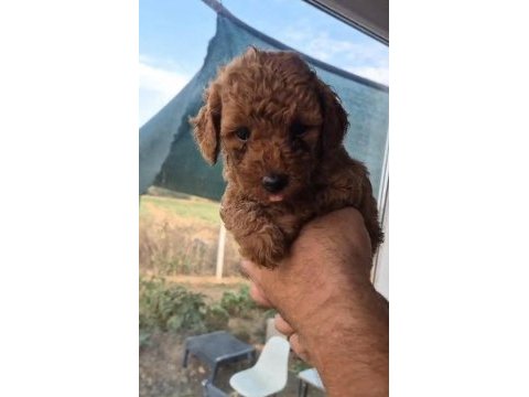 Evınızın poodle neşe kaynakları