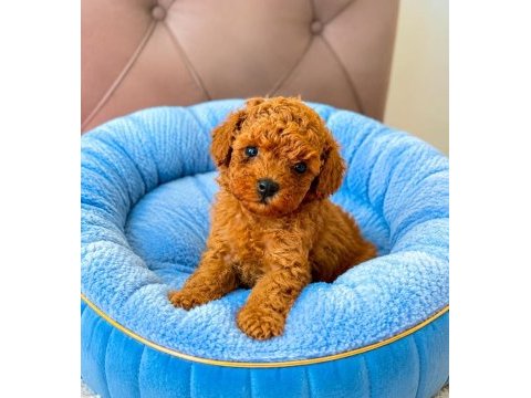 Evde bakılan sağlık ve ırk garantili poodle bebek