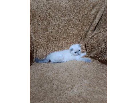 Scottish fold shorthair bluepoint kızımız