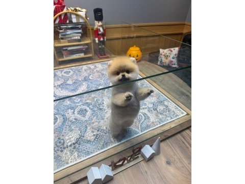 Orjinal ırk ve sağlık garantili pomeranian