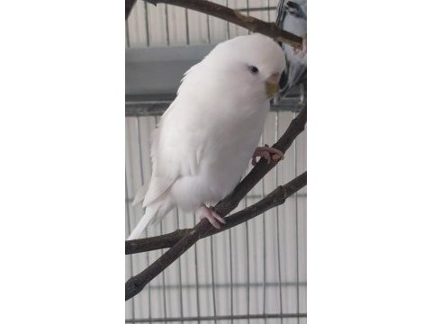 Yavru muhabbet kuşu