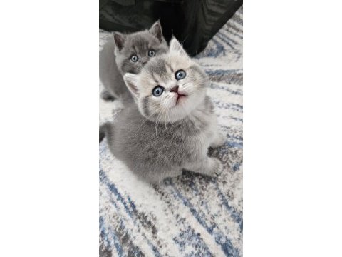 Güzeller güzeli brıtısh shorthair yavrularım 