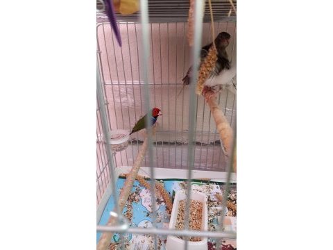 Goldian finch takım ve erkekler anaçlar