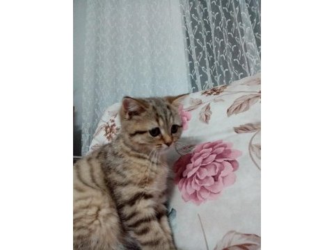Dişi masum kedimiz