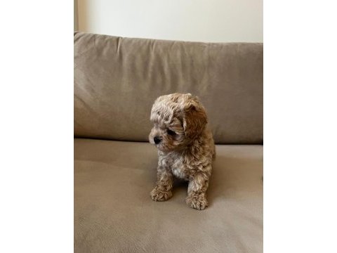 En küçük boy maltipoo yavruları