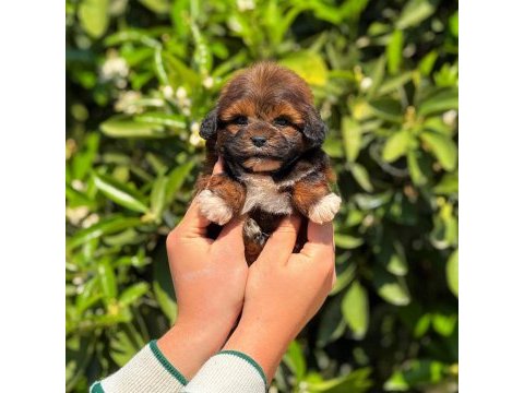 Erkek teacup maltipoo yavrumuz