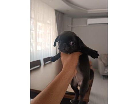 Baba çıkolata tan yavru 3 aylık dişi pug