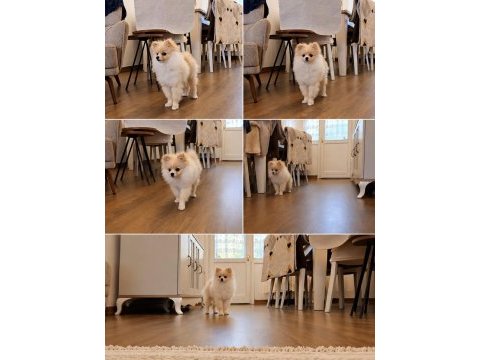 Pomeranian boo köpeğimiz