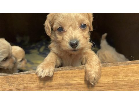 Poodle 2 aylık yavrular izmir