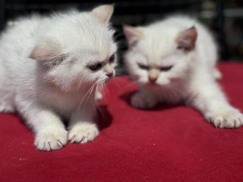Ziyarete açık beyaz mavi gözlü british shorthair 