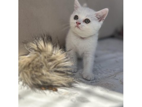 Kar gibi british shorthair kızçeler