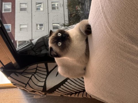 Scottish fold kısır değildir