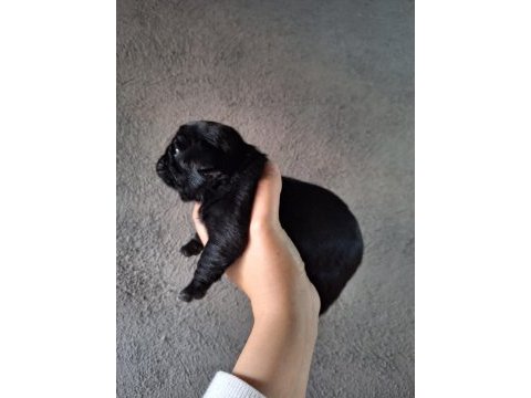 Yurt dışı girişli solid siyah jaguari pug yavrular