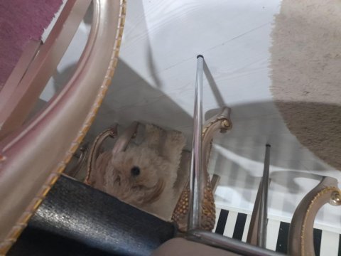 Köpeğimizin akıllı tuvalet eğitimi var
