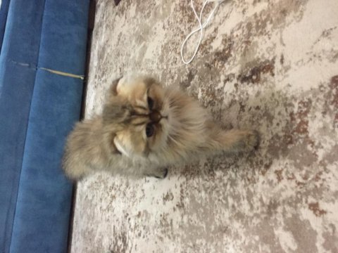 British longhair golden