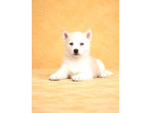 Nadir renk husky