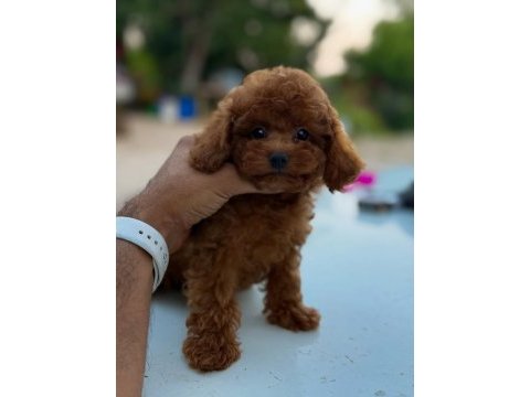 Teacup korea poodle saglık ve kg garantili wc egitimli