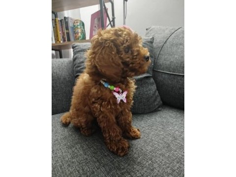 Toy poodle dişi köpeğimiz 75 günlük