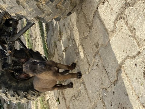 Irk ve sağlık garantili belçika kurdu yavrular