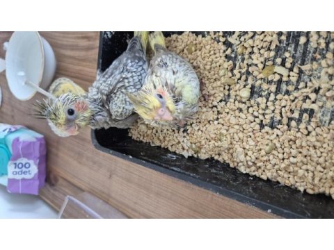 Nutribird a21 ile elle beslenen sağlıklı sultan yavrular