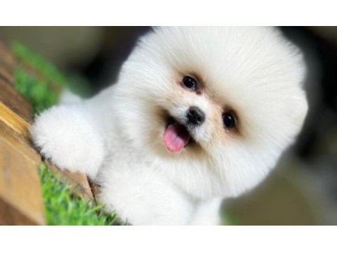 Pomeranian 3 aylık
