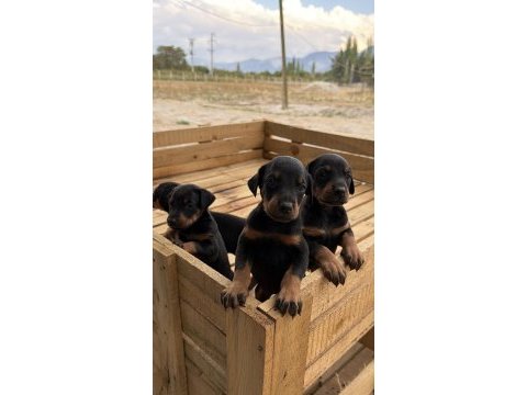 A kalite doberman yavruları