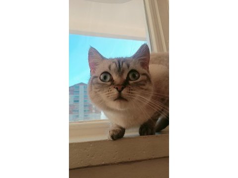 Dişi kedi ücretsiz