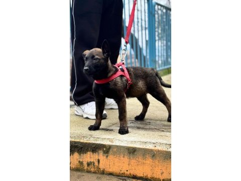 Saf kan malinois yavrular