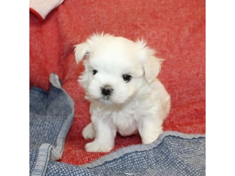 Beyaz maltipoo bebeğimiz uygun