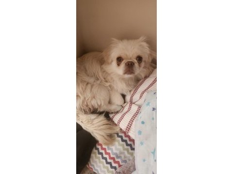 Erkek exotic pekinez köpeğimiz