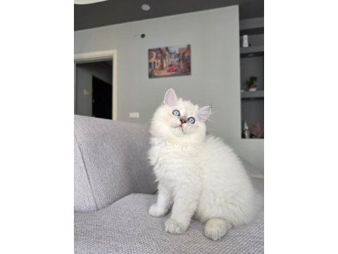 British longhair kedilerim