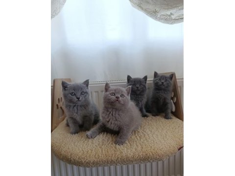 British shorthair yavrularımız