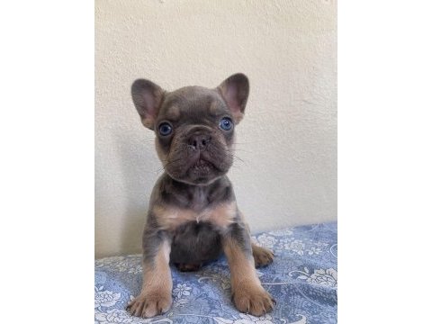 Lilac tan erkek maybe fluffy l4 french bulldog
