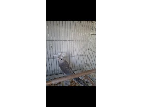 2 aylık erkek yavru sultan papağanı