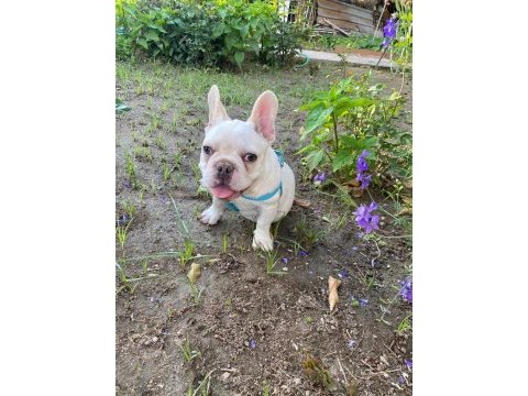 Egzotik french bulldog erkek