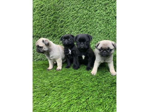 Pug mops muhteşem pug güzeller