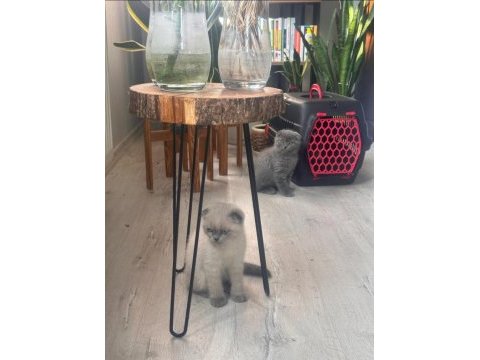 2 aylık scottish fold blue point erkek yavru kedim