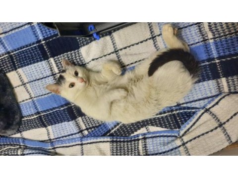 4 aylık dişi sevecen kedimiz yuva arıyor