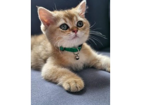 3.5 aylık erkek british shorthair golden