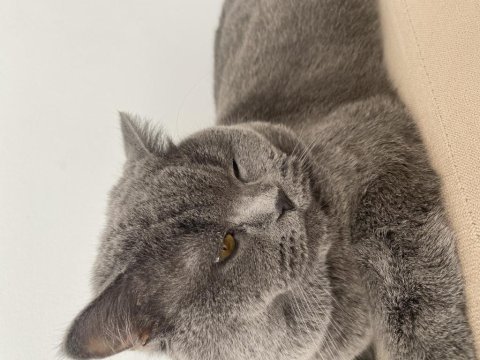 British shorthair 1.5 yaşında kısır değil