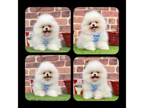 Irkının en güzelleri pomeranian