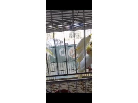 Lutino grey heavy sultan papağanı yavrularımız