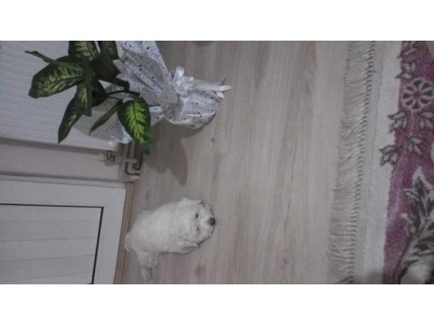Aslan oğlumuza gelin adayı