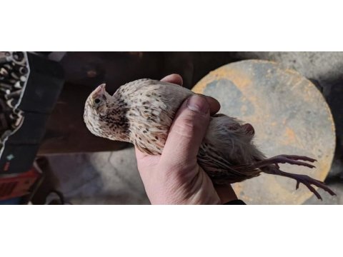 45 günlük japon ve jumbo bıldırcın