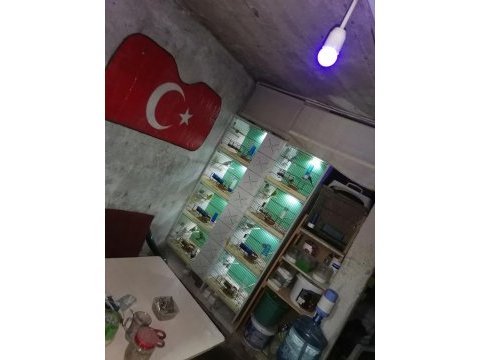 Yerli üretim rengarenk kuşlar kalem gibi