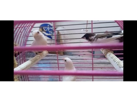 Yavru makineleri bengal ispinoz finch