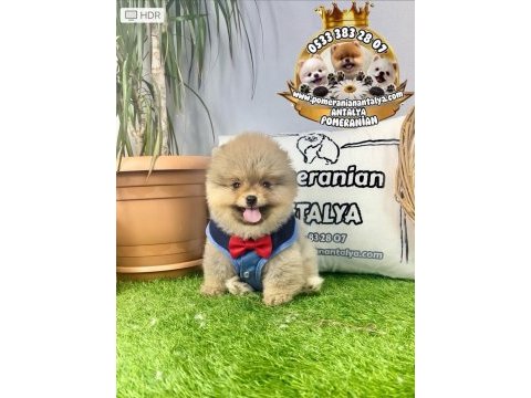 Antalya garantili ayı surat pomeranian boo yavru
