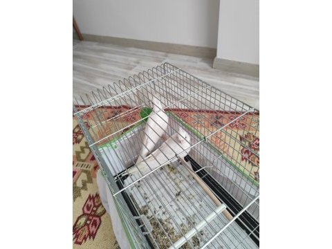 Albino sultan papağanı 3 aylık