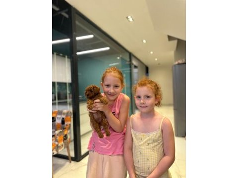 Son 3 erkek 2 dişi toy poodle
